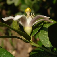 Citrus medica L.